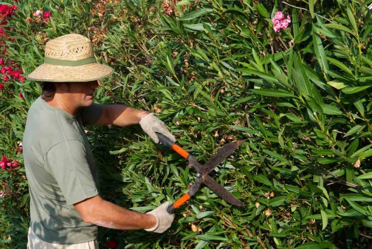 Comment tailler un laurier rose trop haut ?, Béthune, O’Ptits Travaux